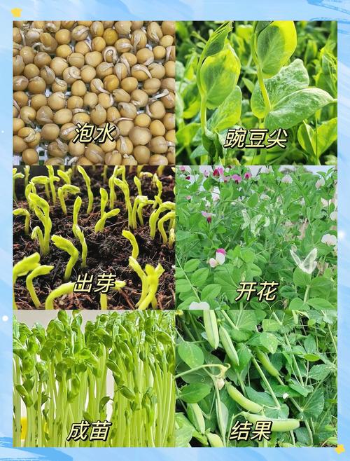 种植豌豆苗需要注意什么