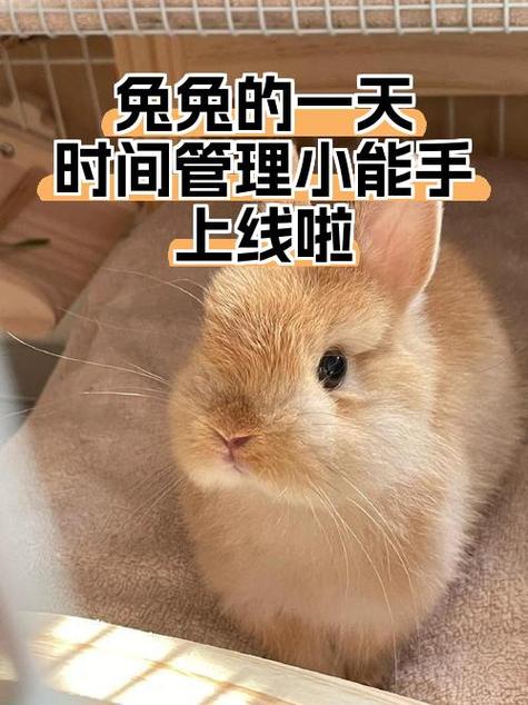兔兔子的一天攻略缩略图