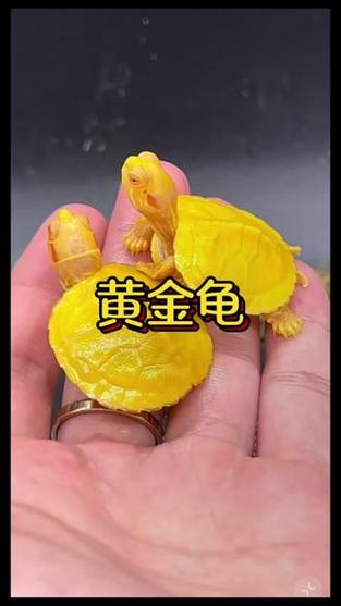 黄金招财龟游戏截图