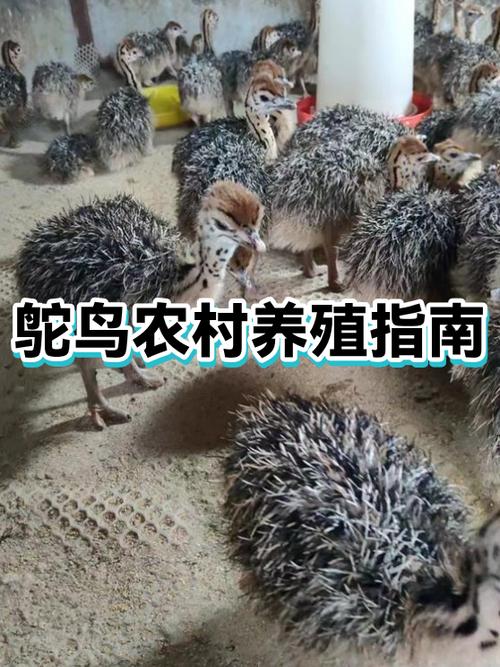 农村养鸵鸟赚钱吗