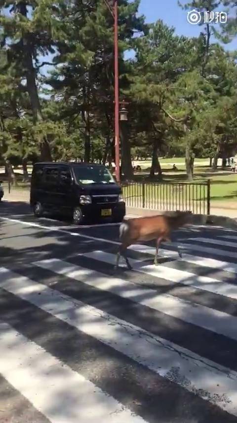 是不是红灯亮了三秒才拍照