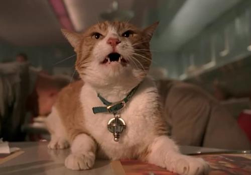 橘猫影视缩略图
