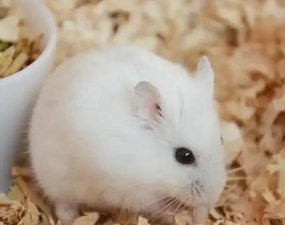 银狐仓鼠需要浴沙吗