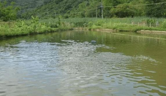 鱼塘泥水浑浊怎样变清澈