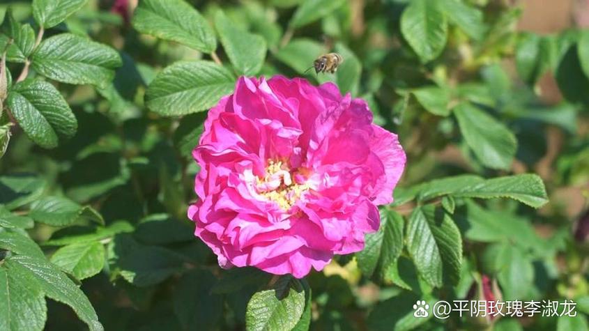 平阴玫瑰小镇图标