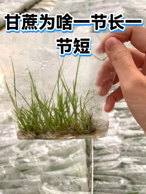 白皮甘蔗节短是啥原因图标