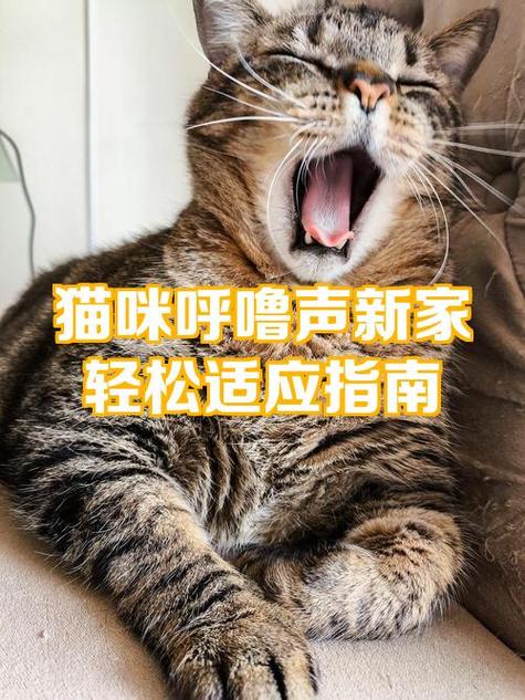 新猫跟旧猫要多久才能适应