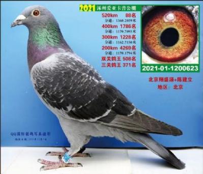各地公棚信鸽信息网赛图标