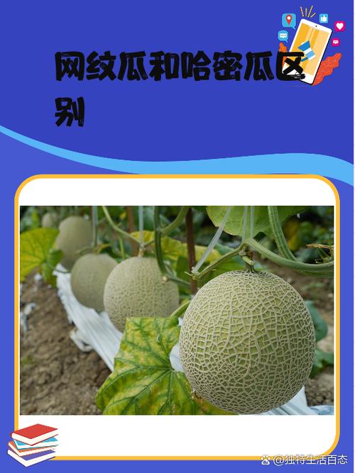 哈密瓜和网纹瓜有啥不同
