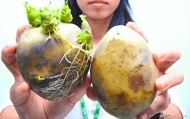 毒土豆
