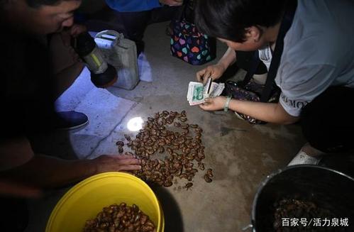 金蝉一年能挣100万吗图标