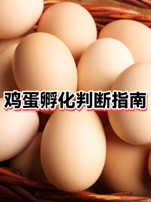 男人吃生鸡蛋的好处缩略图