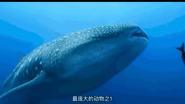 鲸鱼特点游戏截图