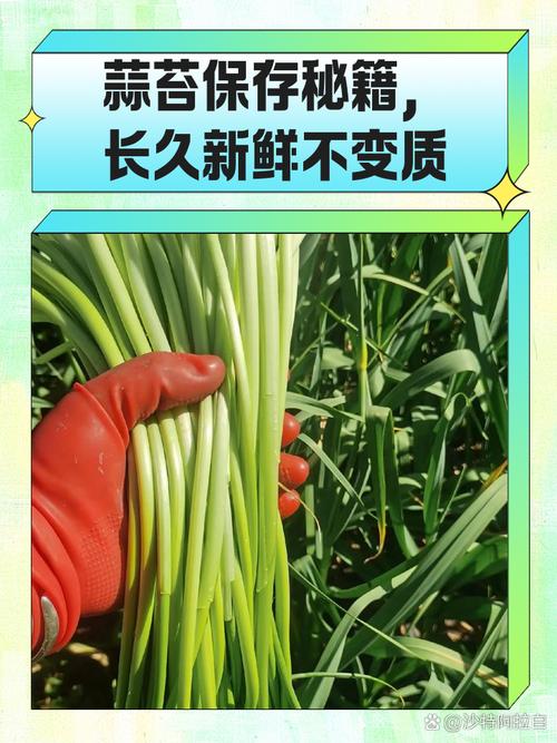 蒜苔移栽方法