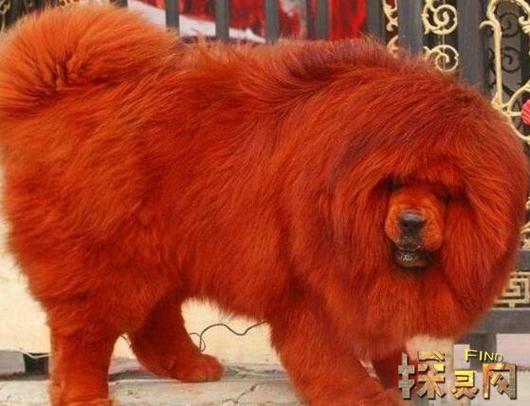 藏獒多少钱市场价