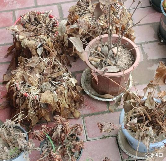 不容易枯萎的花有哪些缩略图