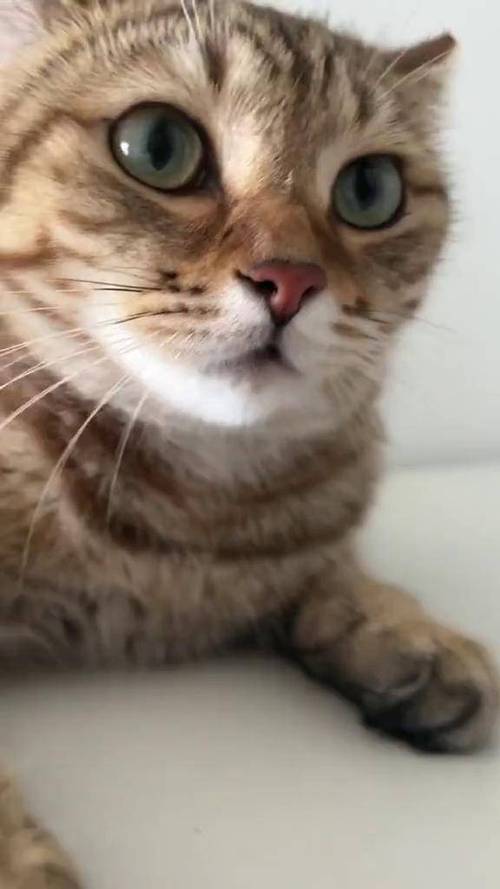 小猫咪叫声播放缩略图