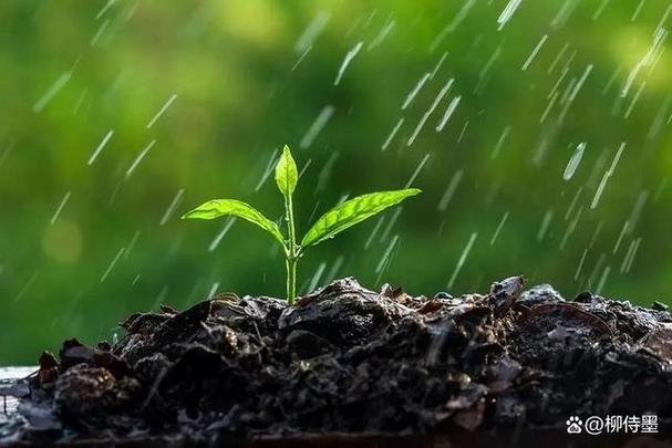 《春雨》老舍