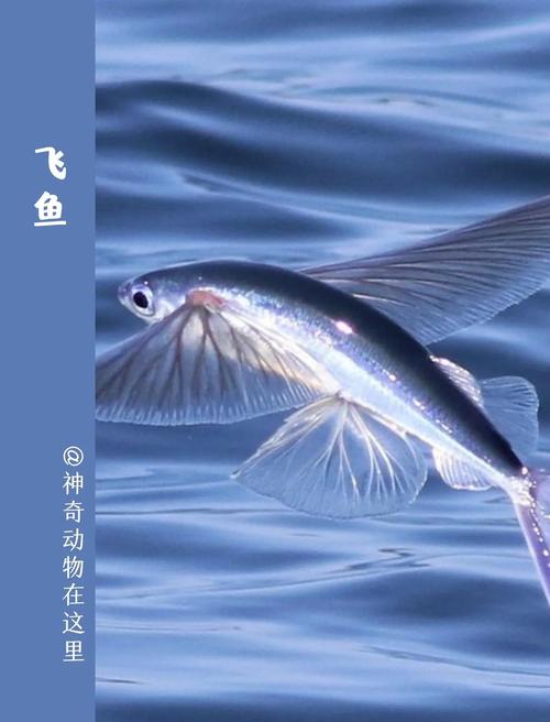 飞鱼服哪家好