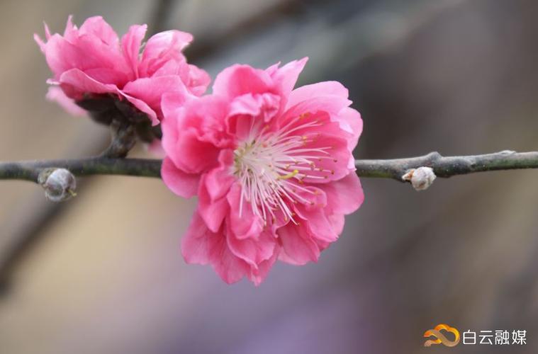 十里桃花,待嫁的年华是什么歌