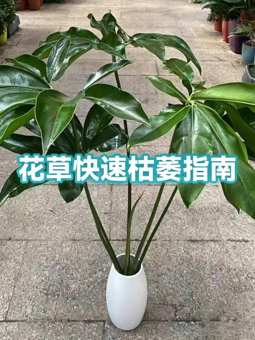 什么花永远不会枯萎游戏截图