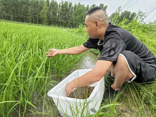 稻田养虾一亩能挣多少钱图标