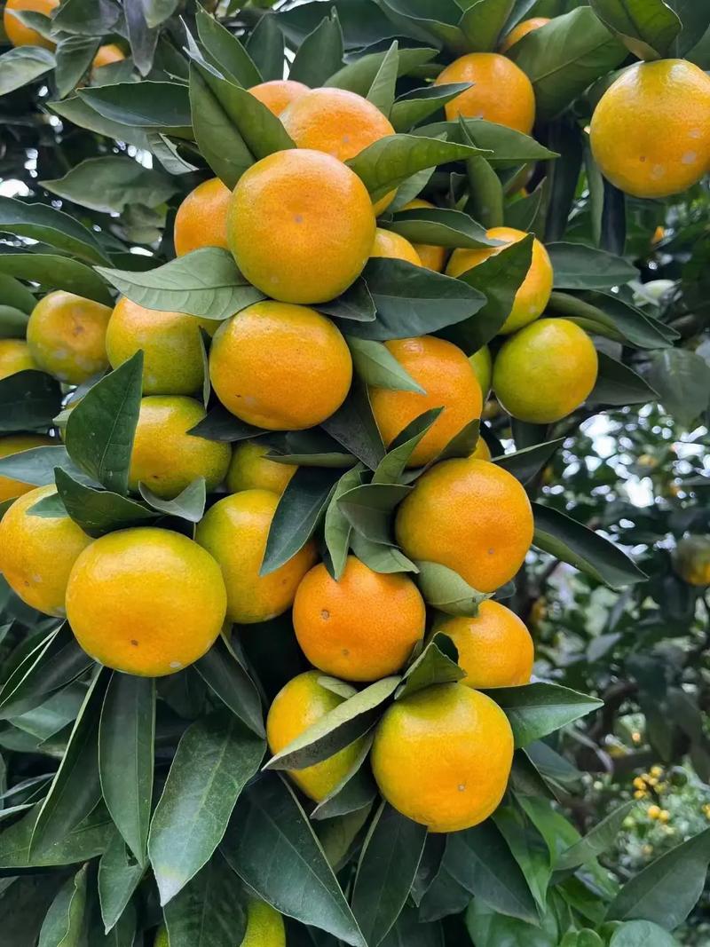 蜜桔8503app缩略图