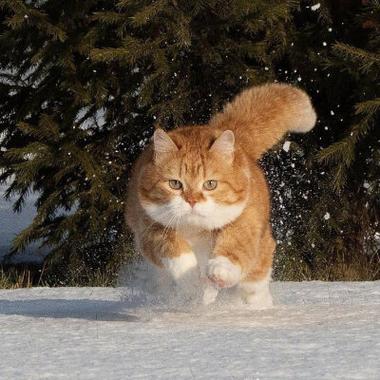 小橘猫图片头像大全缩略图