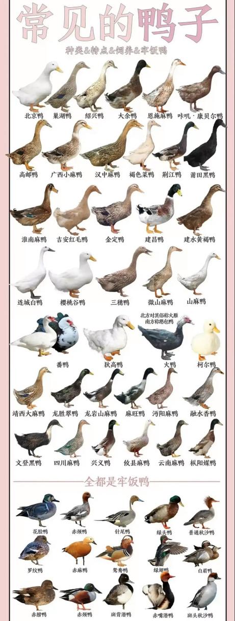 鸭的品种介绍及图片