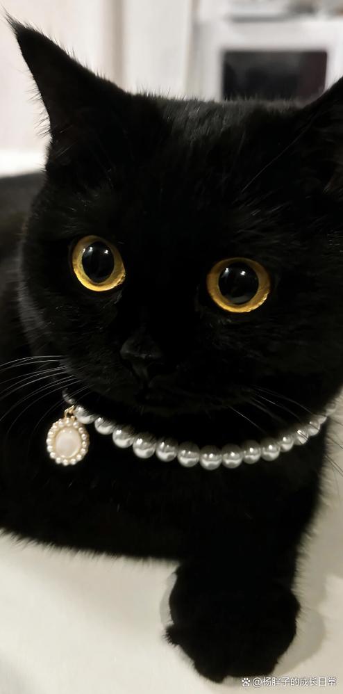 黑猫代表什么意思游戏截图