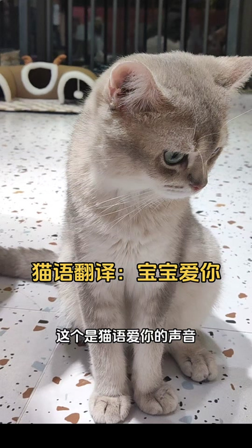 猫语翻译缩略图