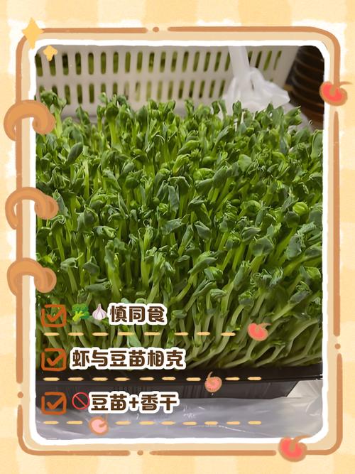 豌豆不能和什么一起吃缩略图