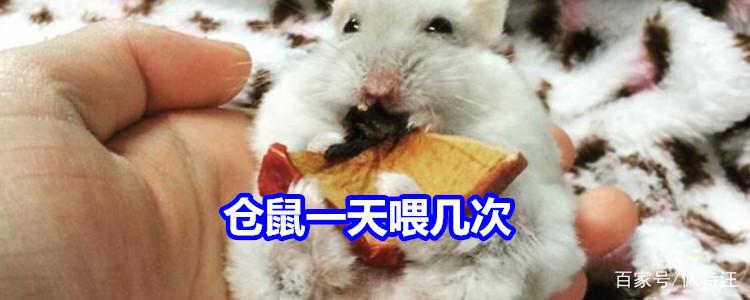 仓鼠几天喂一次缩略图