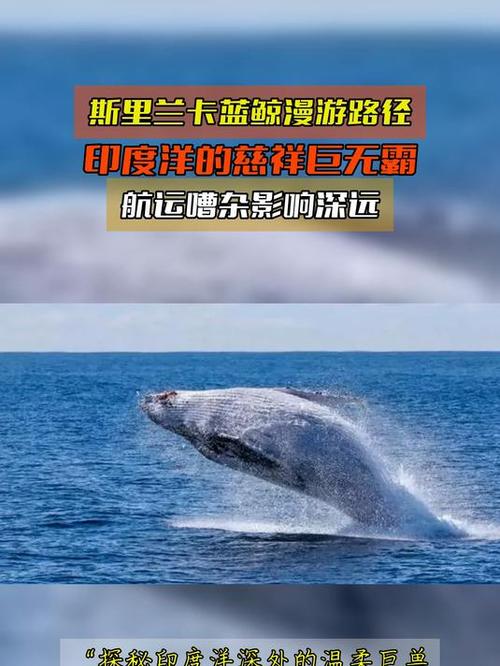 蓝鲸漫游图标