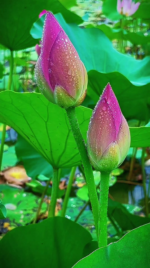 含苞待放的荷花缩略图