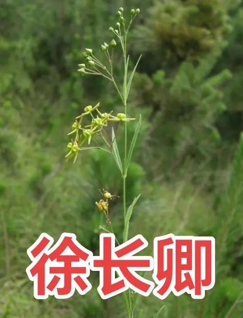 徐长卿配音图标