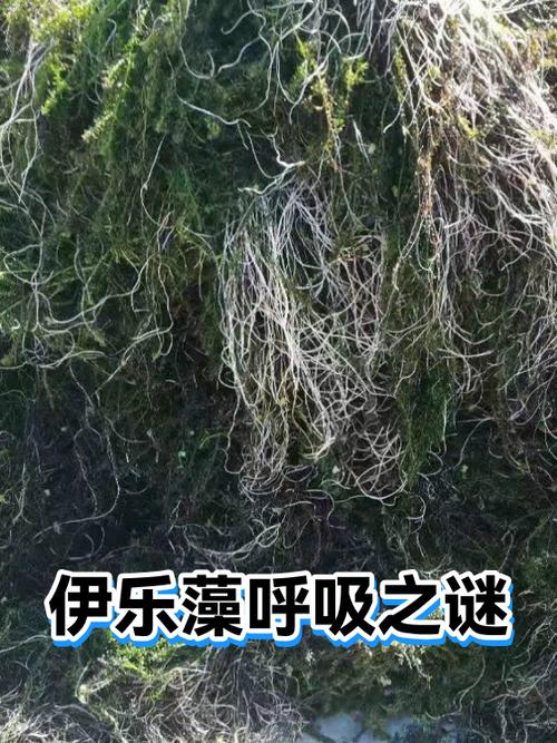 屏住呼吸还是摒住呼吸好