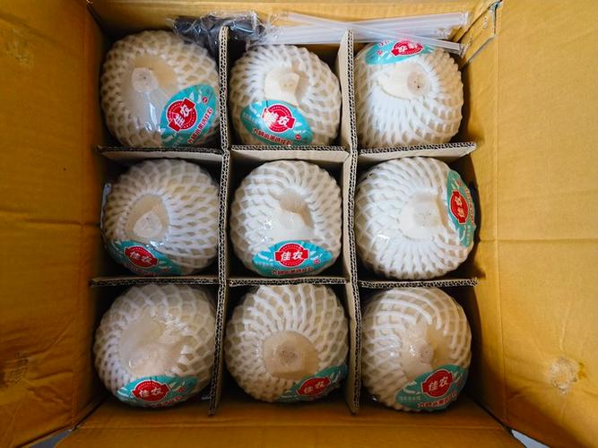 椰子500去哪买正品