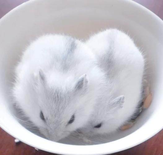 仓鼠生活温度