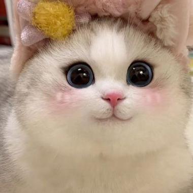 猫头像图片大全可爱缩略图
