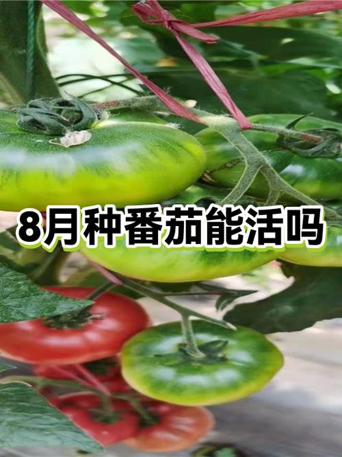 番茄消缩略图