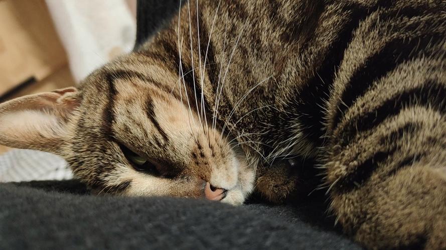 资源猫纯净版游戏截图