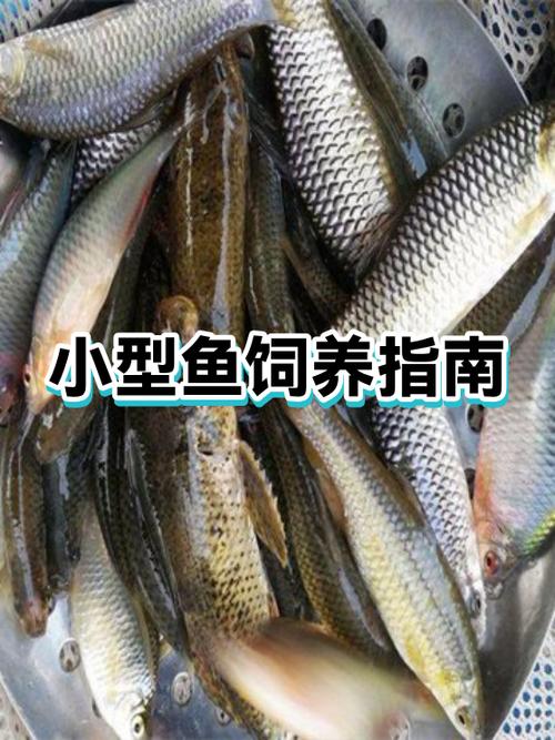 鱼下小鱼怎么处理