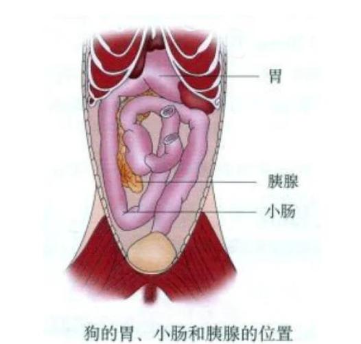 治疗胰腺最好的医院图标