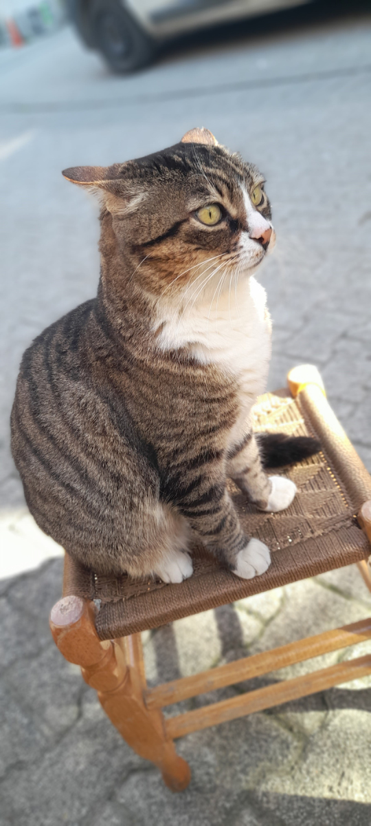 建议穷人养的10种猫游戏截图