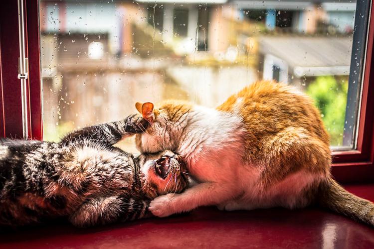赏猫图标