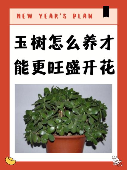 玉树怎么养才能更旺盛缩略图