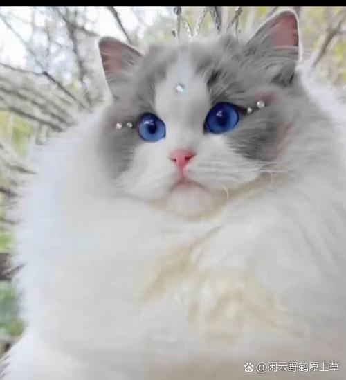 布偶是中型猫还是大型猫图标