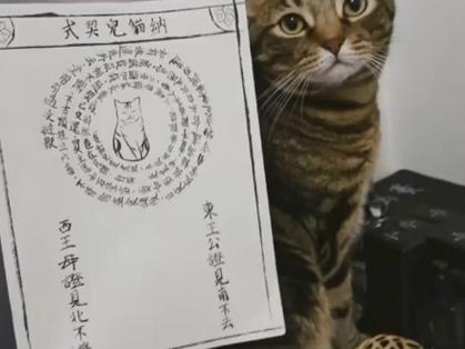 南猫领现金app下载安装游戏截图