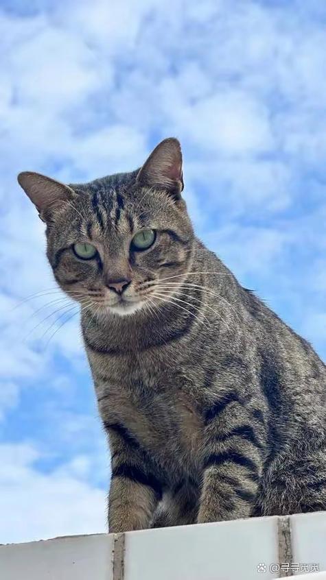 花猫语音app官网下载图标